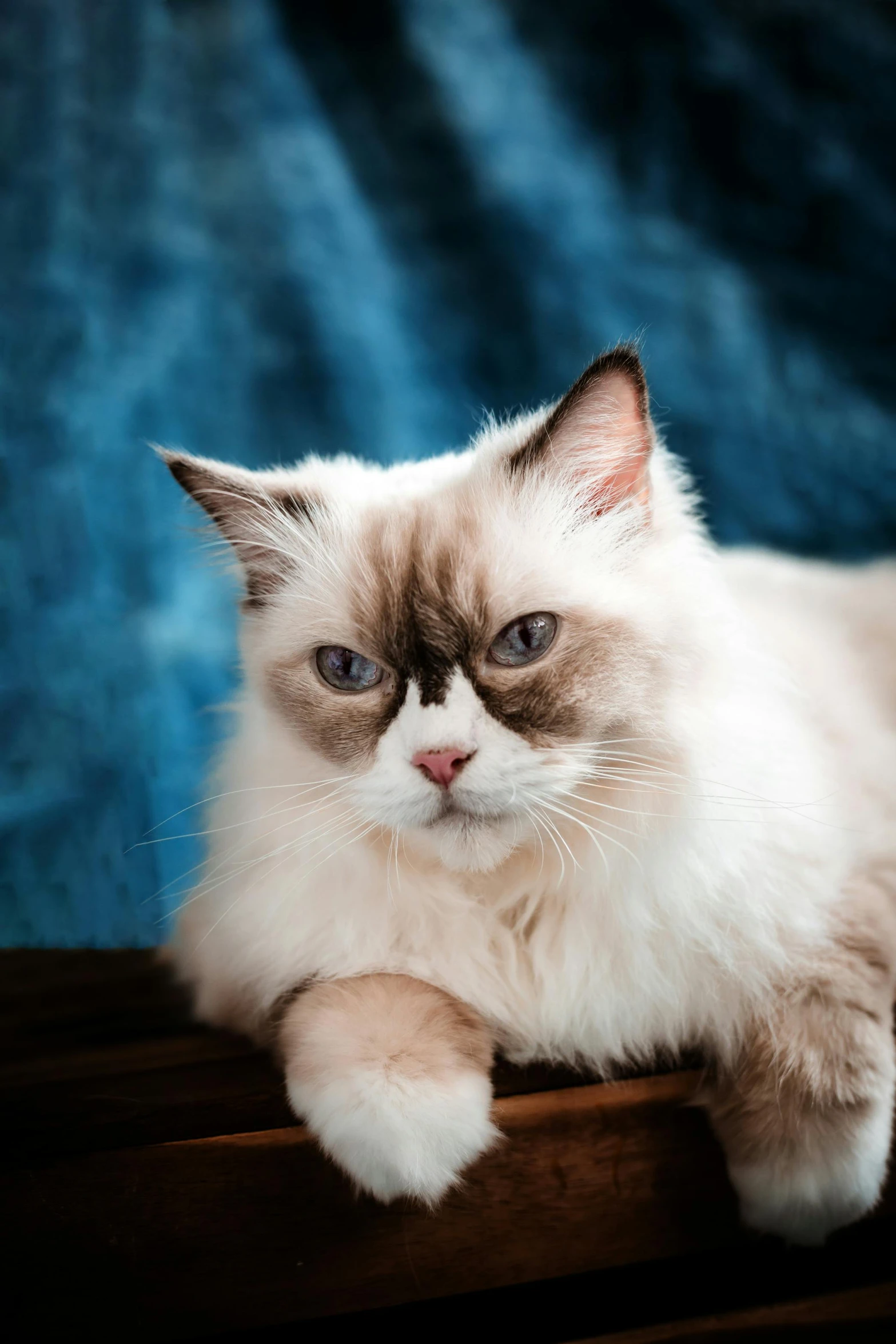 a close up of a cat sitting on a table