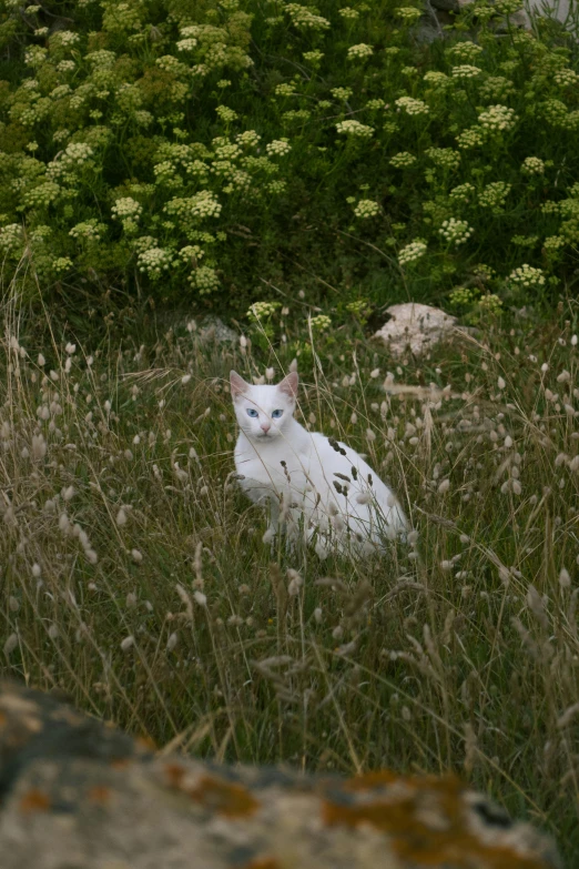 a white cat is laying in a field of tall grass