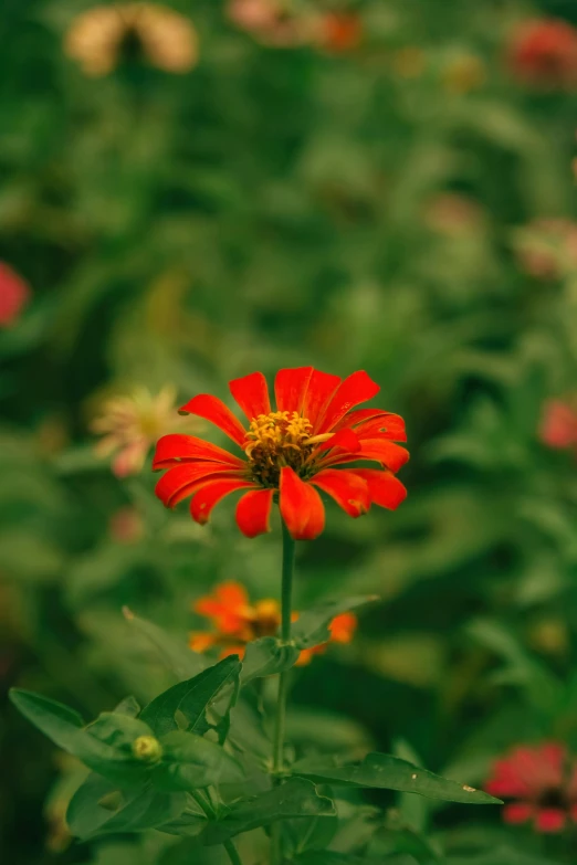 a flower that is red with lots of leaves