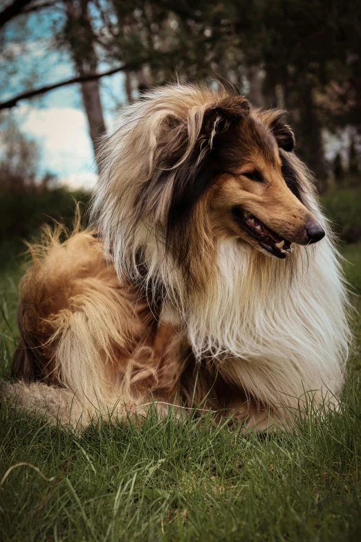 the afghan sheep dog is lying in the grass