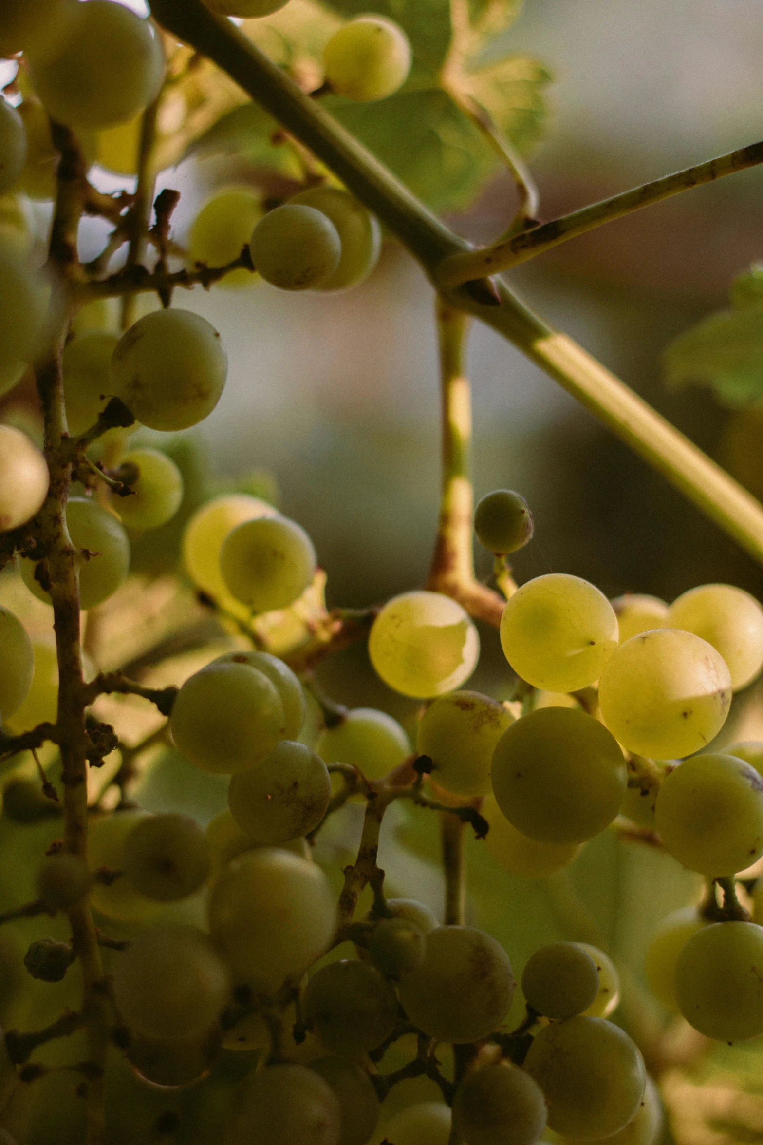 small white gs hang on a vine