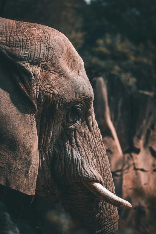 an elephant is shown in close up with trees behind it