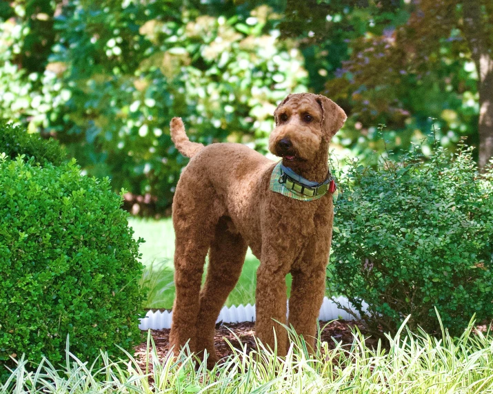 a dog that is standing in the grass