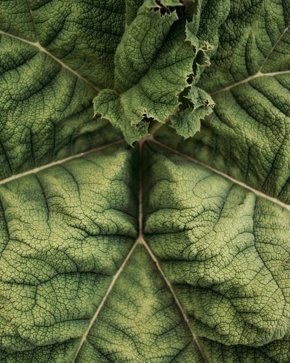 a closeup s of the leaves and petals