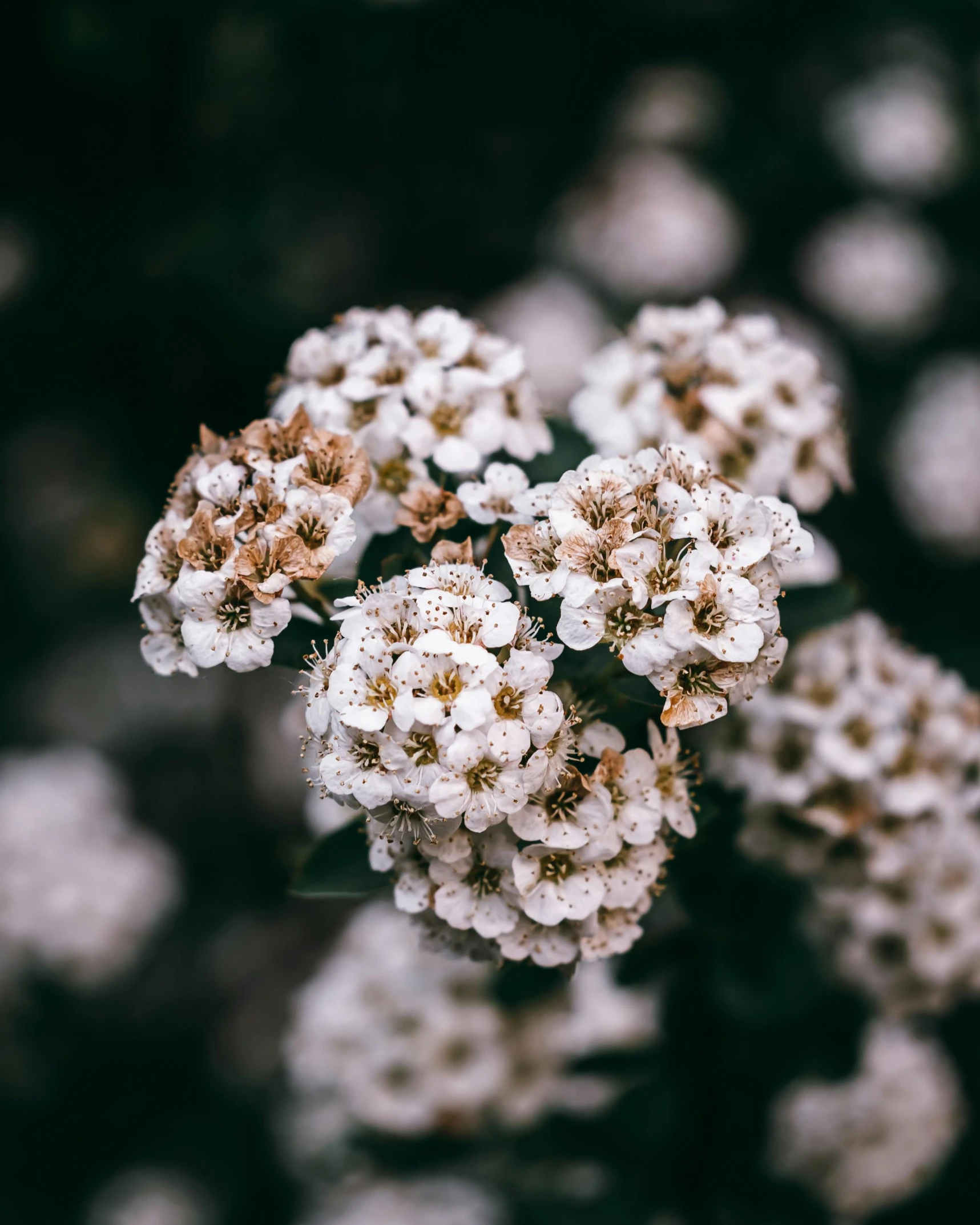 a close up picture of small white flowers