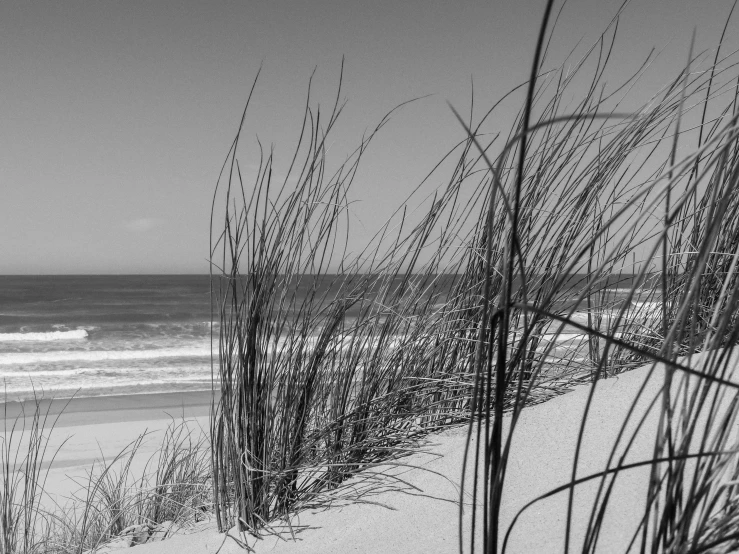 some very tall grasses on the beach