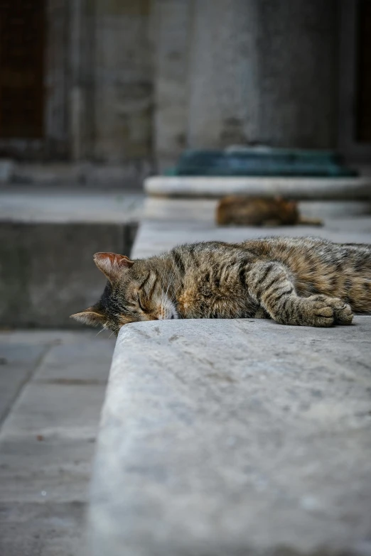 a cat sleeping on the cement outside