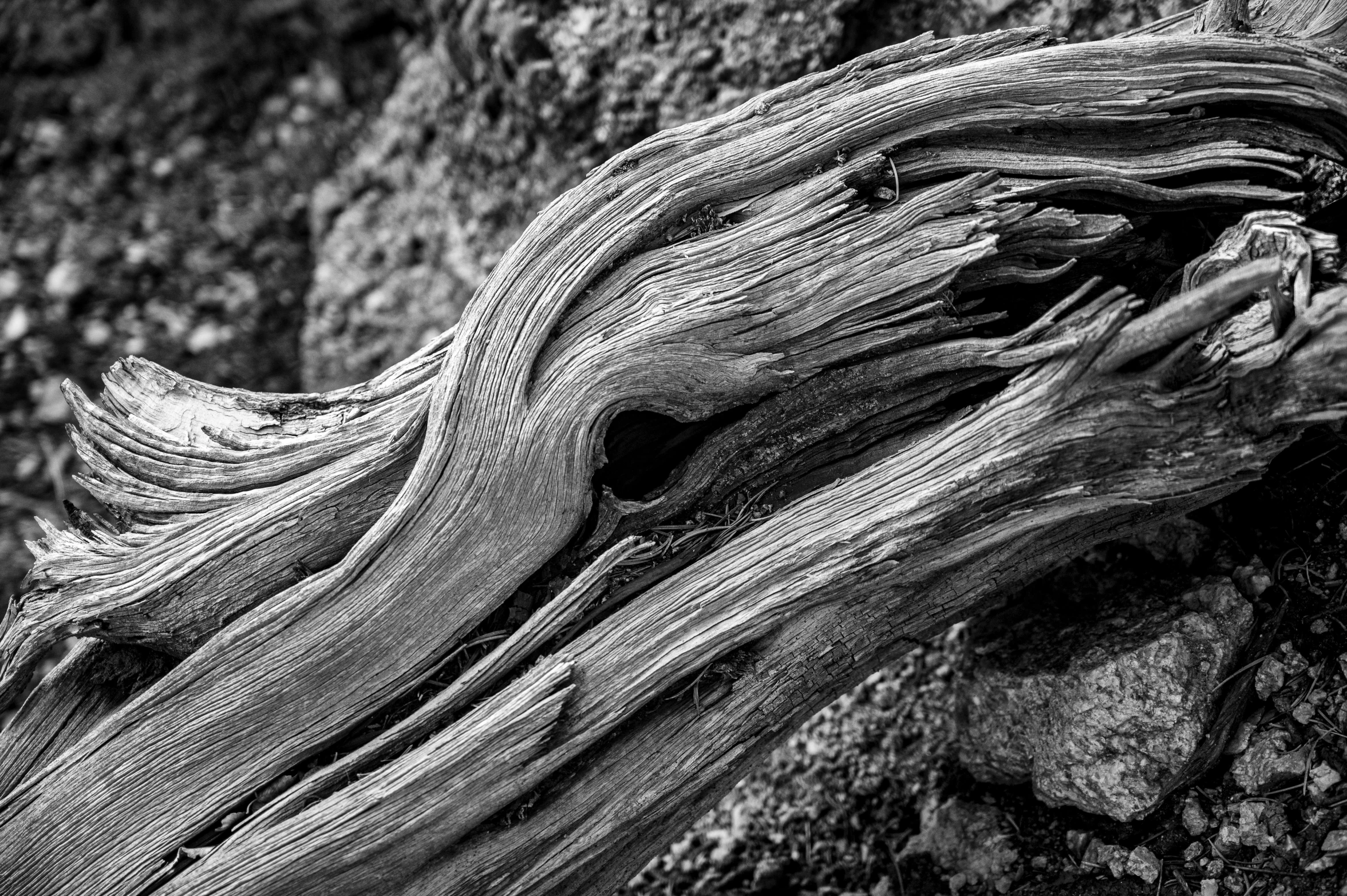 a tree limb on a rock with a bird in the distance