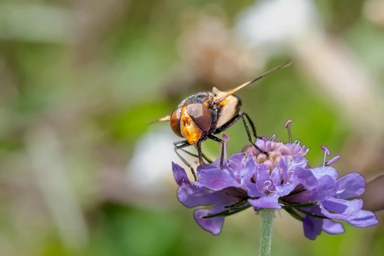 a fly that is standing on top of a flower