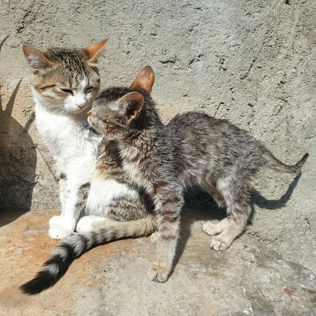 two kittens sitting on the ground near one another