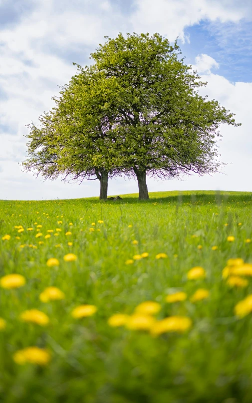 a large tree in a field with yellow flowers