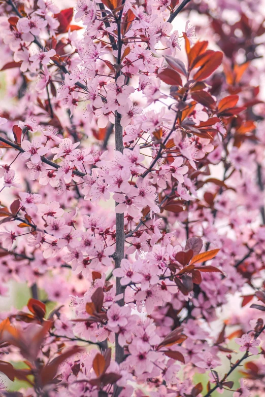 tree nches with pink flowers on them