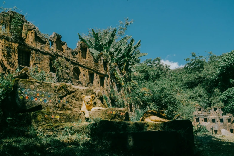 a large lion is sitting outside under the blue sky