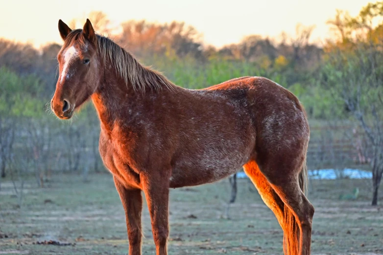 a single horse standing in a brown field