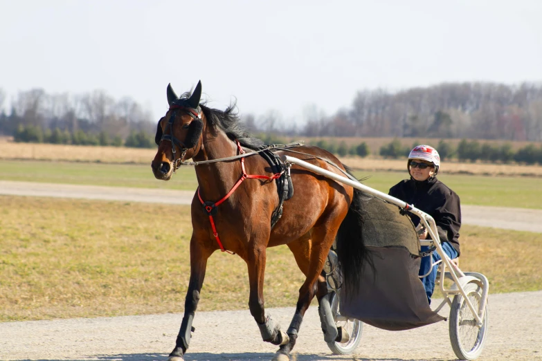 a  sitting on a horse pulling a cart