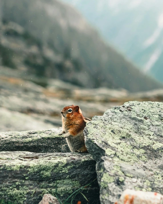 a little squirrel is sitting on the rock