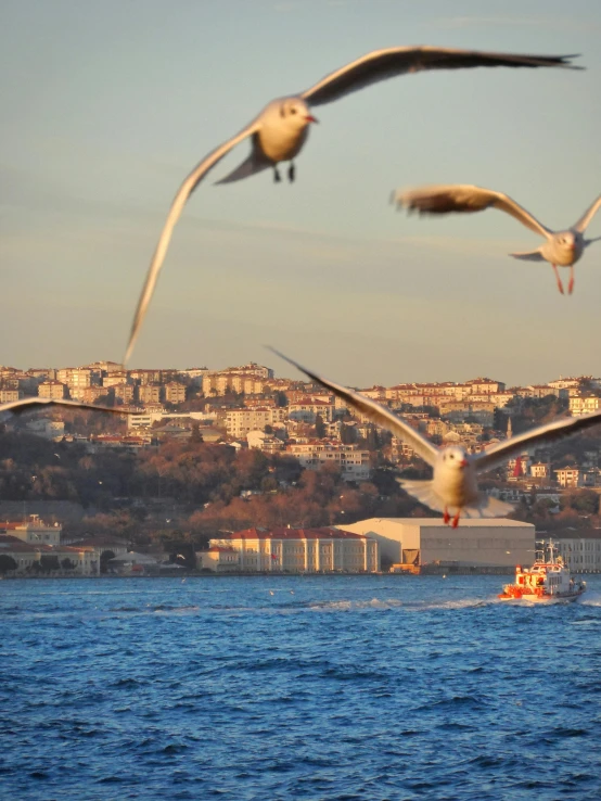 sea gulls flying over the ocean on a boat