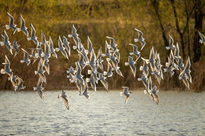 birds fly over the water while ducks sit on the ground