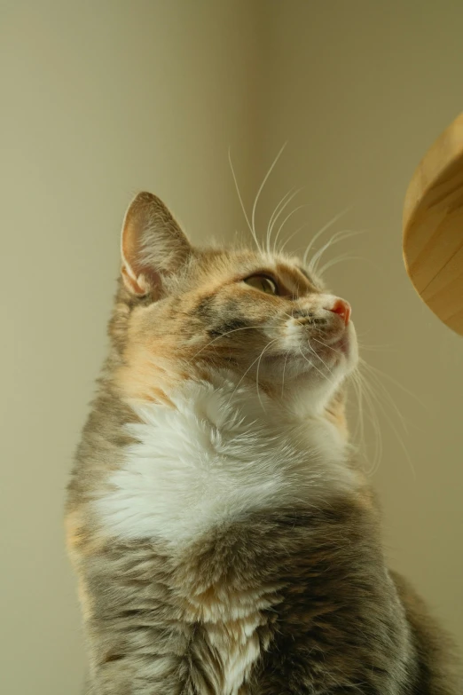 a cat sits in the sunlight and looks ahead