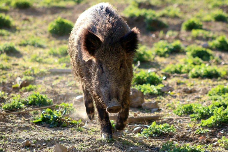 a boar standing in the dirt looking ahead