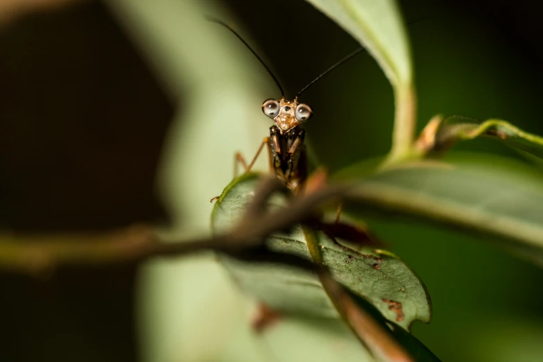 the insect is sitting on top of the leaf