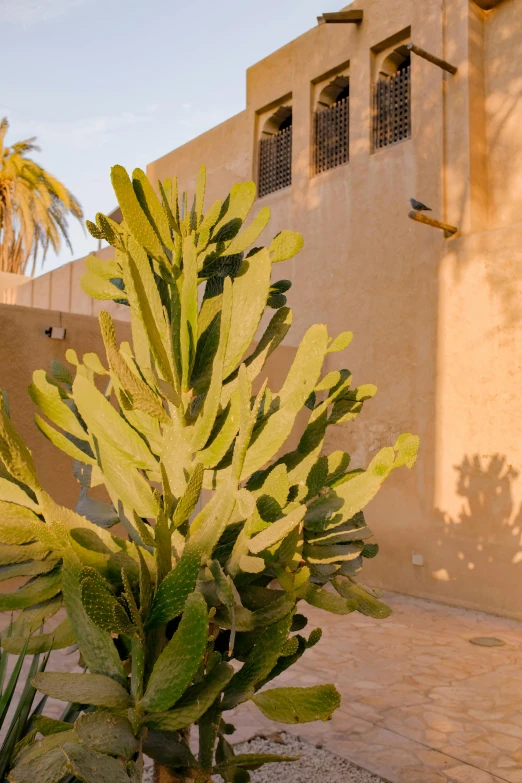 large green plant next to building and palm tree