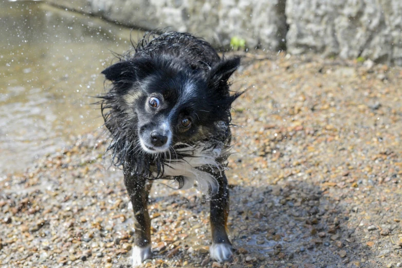 a wet, black dog standing in a stream of water