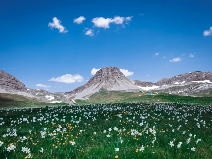 flowers blooming in the foreground, and mountain in the background