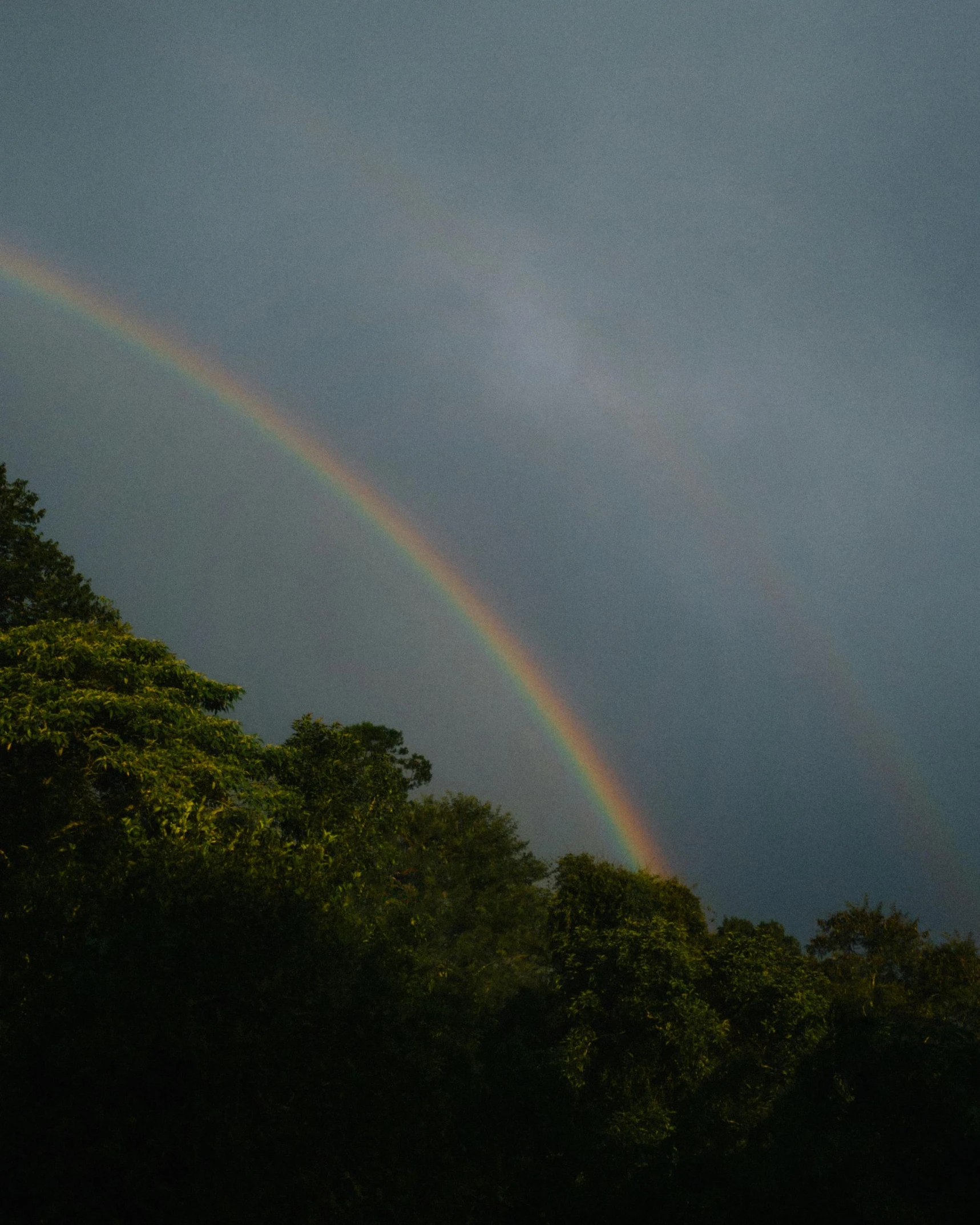 a rainbow is shown behind some trees in a field