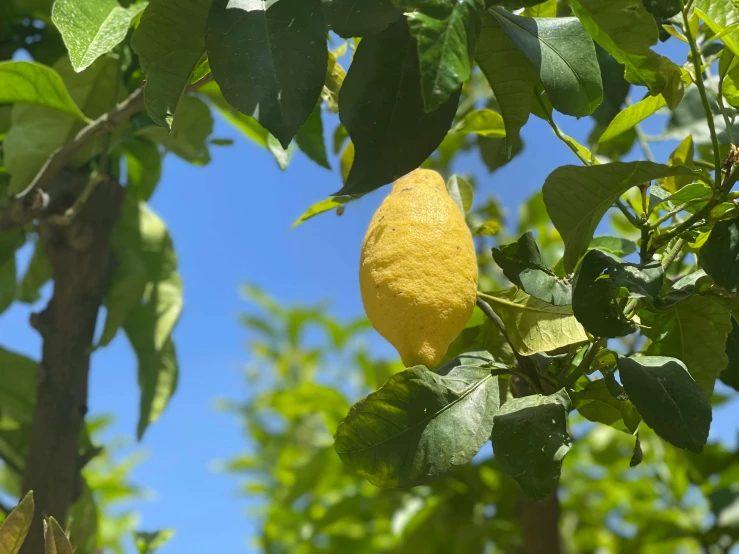 a large lemon hanging from a tree nch