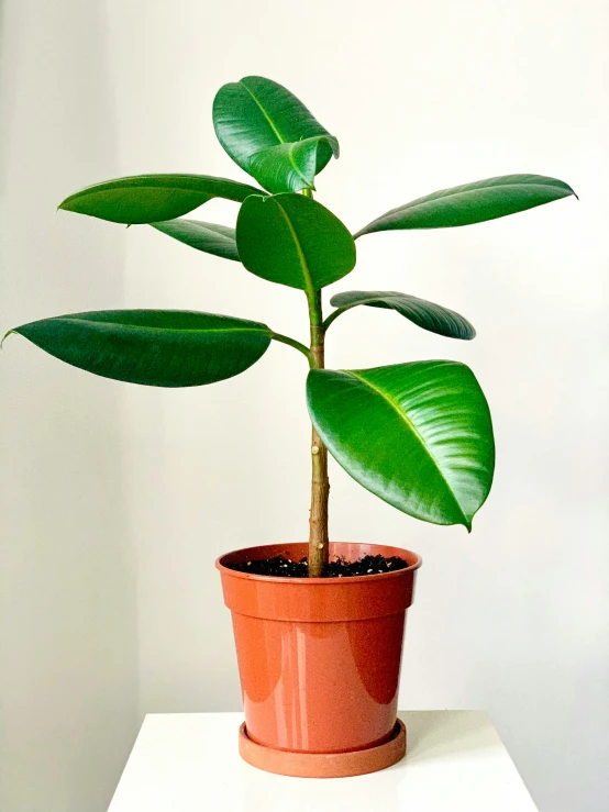 a large green plant is in a small red flower pot