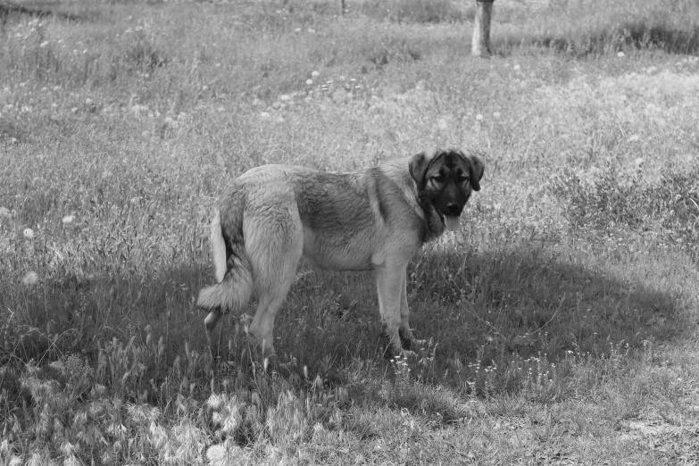 black and white pograph of a large dog on the grass