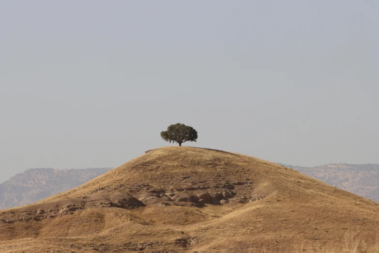 a single tree standing on a mountain slope