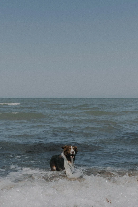 a dog at the ocean near another boat