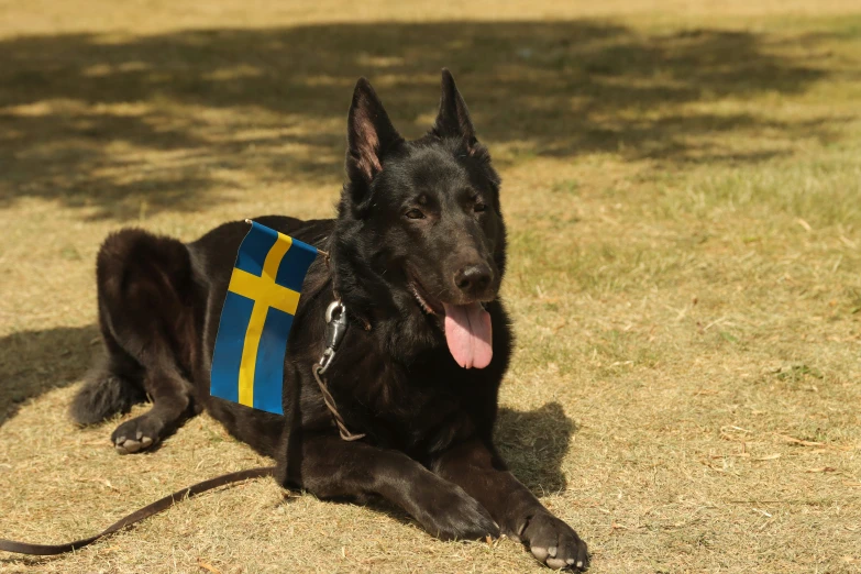 a dog with a flag on it laying in the grass