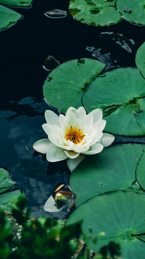 a flower that is floating in the water