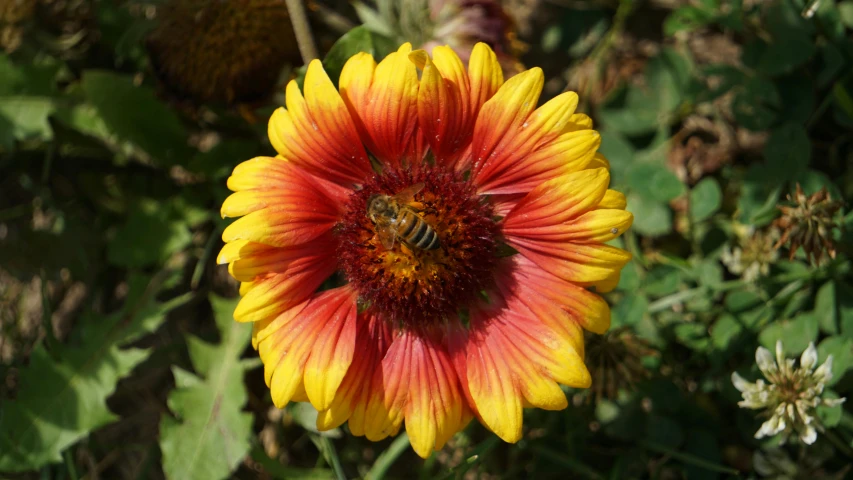 a bee resting on a yellow and red flower