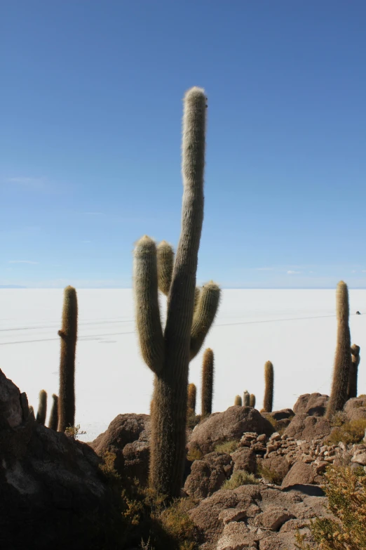 cactus plants and rocks in front of some distant area