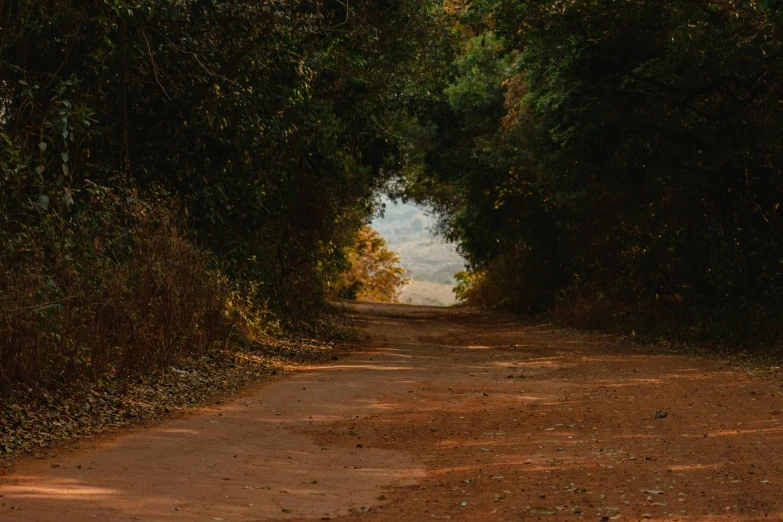 trees line the path to a forest with dirt roads