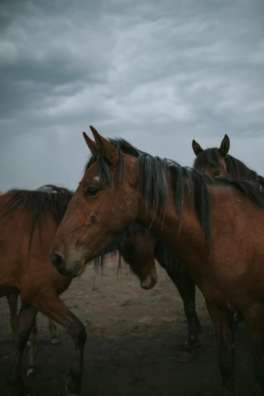 there are several horses looking at the camera