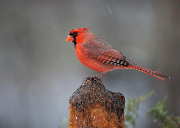 a red bird on top of a wooden stump