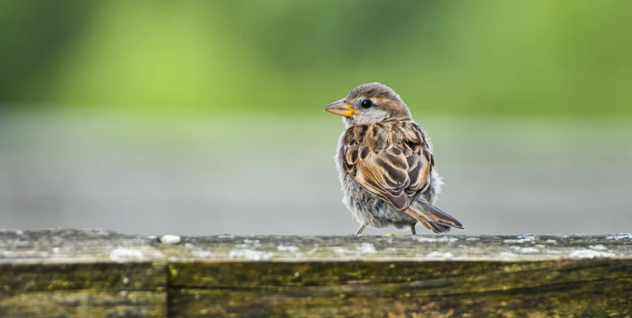 a brown bird is perched on top of a board