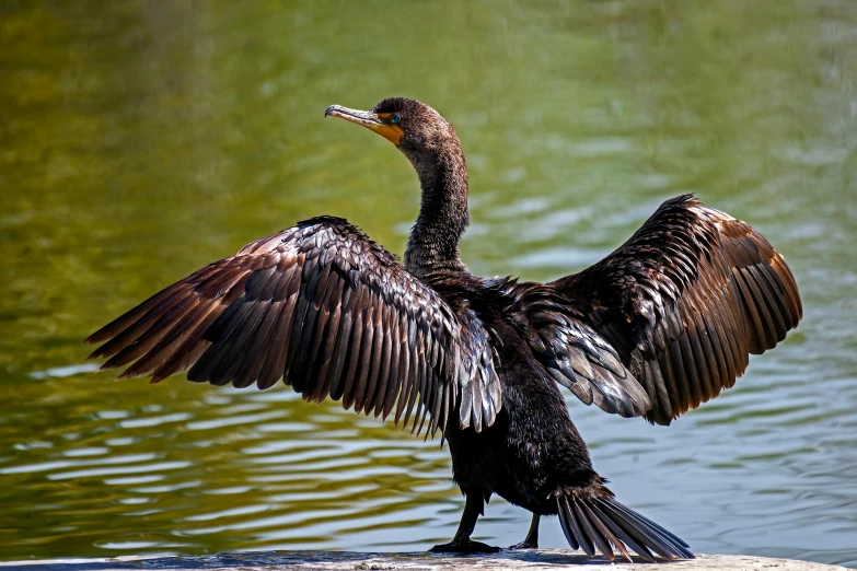 a bird that is sitting in the water