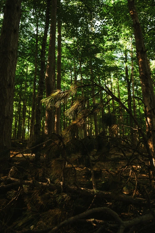 a dark picture of trees and nches in the forest