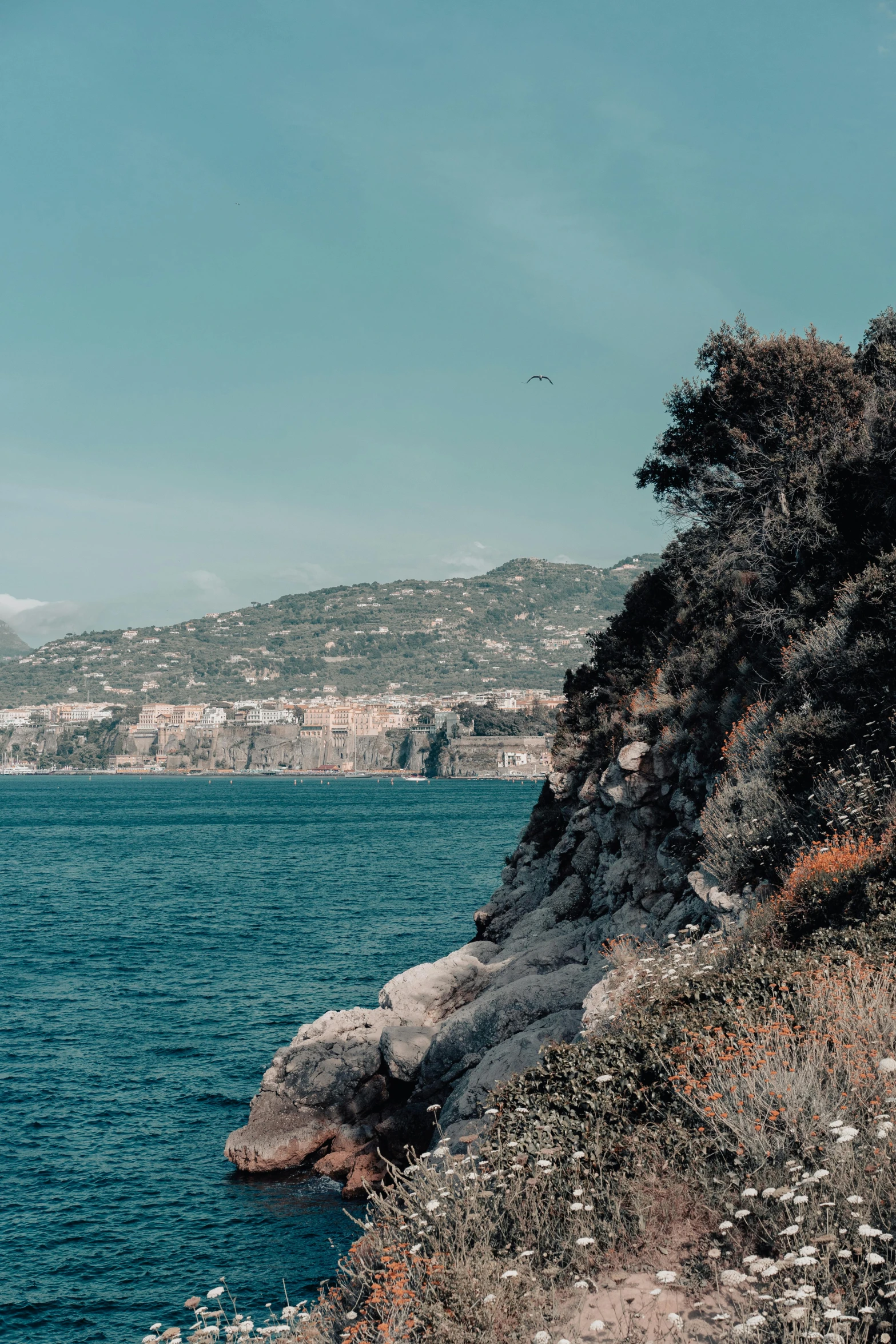 some bushes on the edge of a cliff