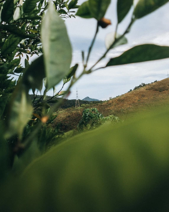 a small hill in the distance near some trees