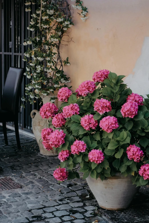 a bush of pink flowers next to a patio door