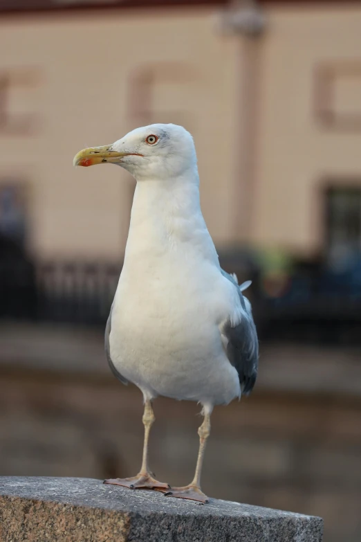 a seagull sitting on top of a wall outside