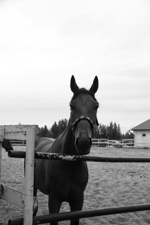 the horse is standing in its corral in the field