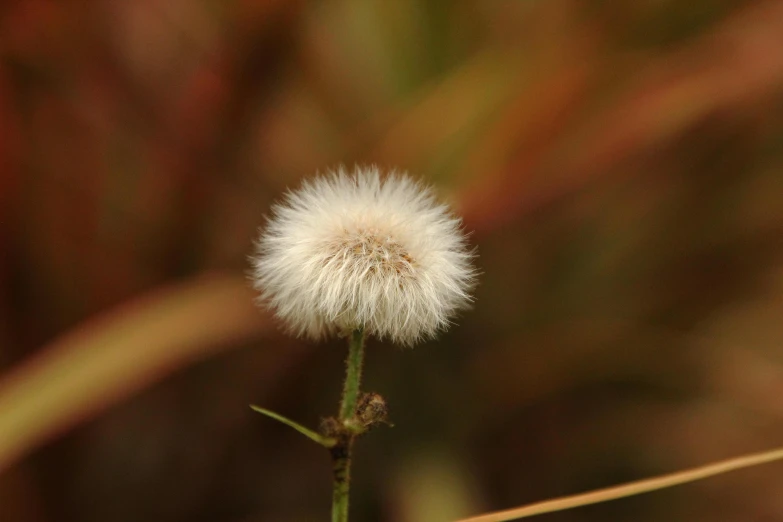 there is a dandelion on a small grassy stalk